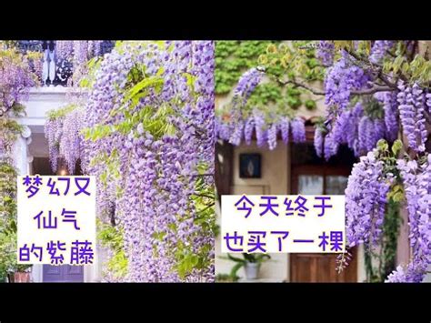 紫藤花 風水 圓神做愛